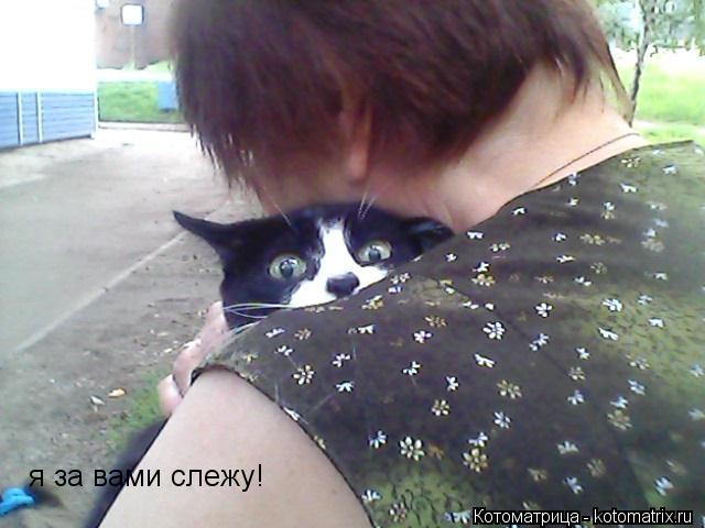 я за вами слежу!... Котоматрица: я за вами слежу!