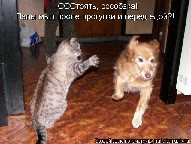 Котоматрица: -СССтоять, сссобака! Лапы мыл после прогулки и перед едой?!