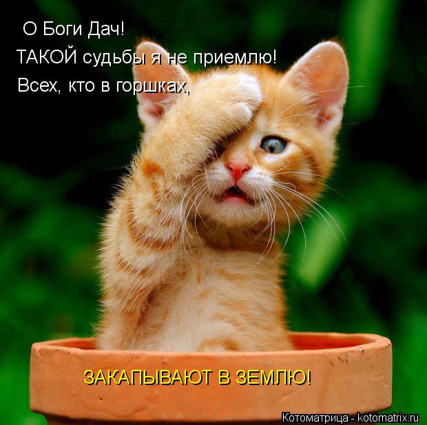 О Боги Дач! ТАКОЙ судьбы я не приемлю! Всех, кто в горшках, ЗАКАПЫВАЮТ В ЗЕМЛЮ!... Котоматрица: О Боги Дач! ТАКОЙ судьбы я не приемлю! Всех, кто в горшках, ЗАКАПЫВАЮТ В ЗЕМЛЮ!