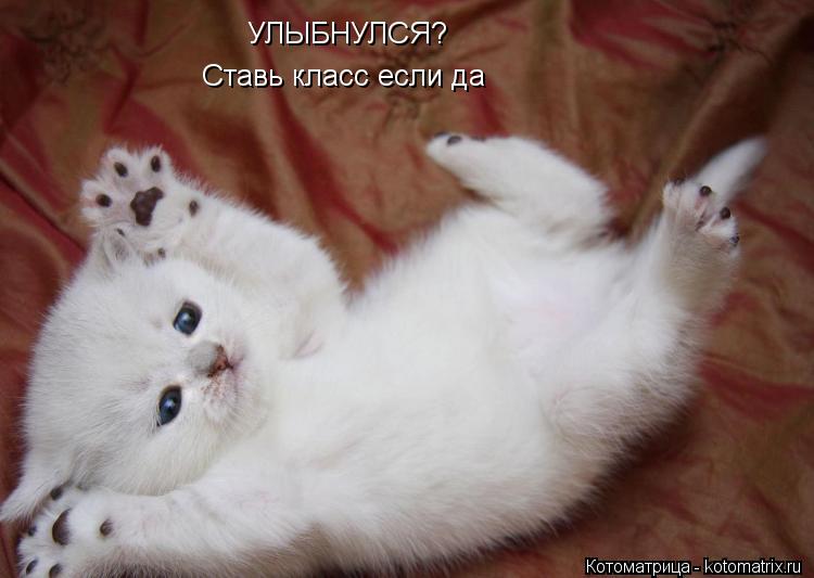 УЛЫБНУЛСЯ? Ставь класс если да... Котоматрица: УЛЫБНУЛСЯ? Ставь класс если да