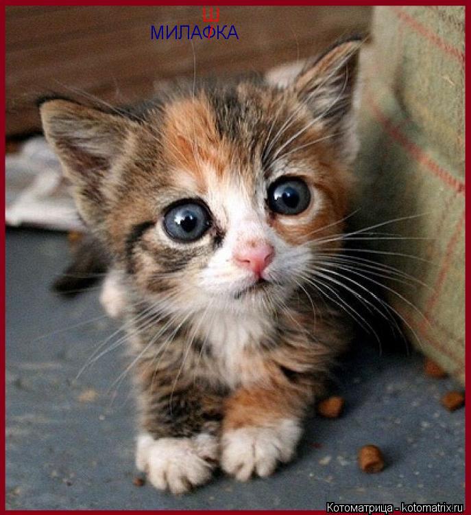 МИЛАФКА / Ш... Котоматрица: МИЛАФКА / Ш