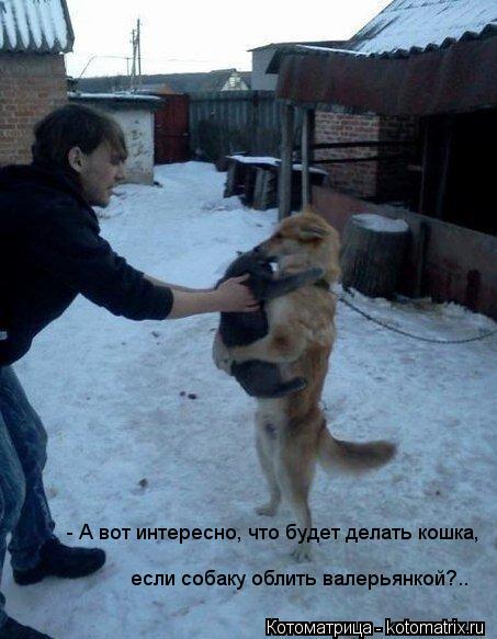 - А вот интересно, что будет делать кошка, если собаку облить валерьянкой?..... Котоматрица: - А вот интересно, что будет делать кошка, если собаку облить валерьянкой?..