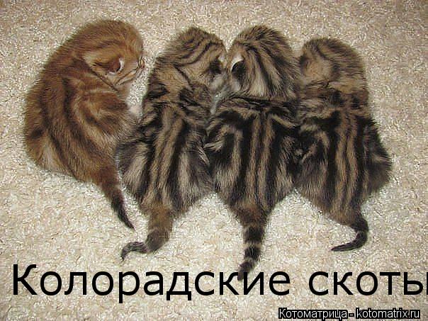 Колорадские скоты... Котоматрица: Колорадские скоты