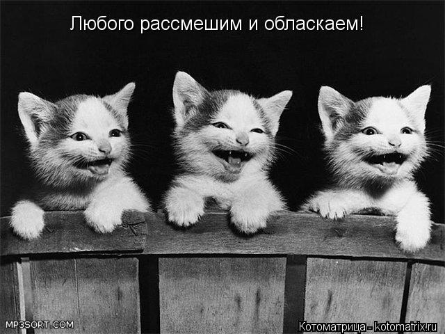 Любого рассмешим и обласкаем!... Котоматрица: Любого рассмешим и обласкаем!