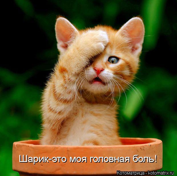 Шарик-это моя головная боль!... Котоматрица: Шарик-это моя головная боль!