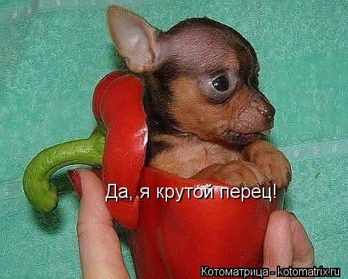 Да, я крутой перец!... Котоматрица: Да, я крутой перец!