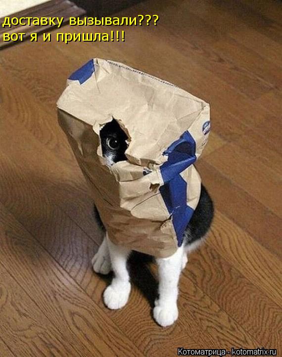 доставку вызывали доставку вызывали??? вот я и пришла!!!... Котоматрица: доставку вызывали доставку вызывали??? вот я и пришла!!!