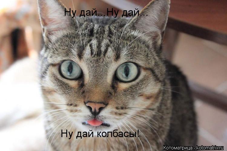 Ну дай...Ну дай... Ну дай колбасы!... Котоматрица: Ну дай...Ну дай... Ну дай колбасы!
