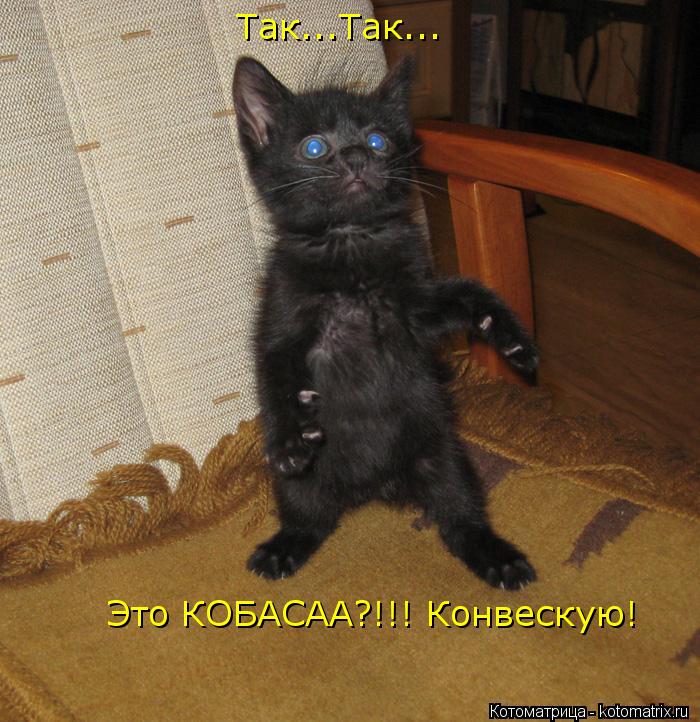 Так...Так... Это КОБАСАА?!!! Конвескую!... Котоматрица: Так...Так... Это КОБАСАА?!!! Конвескую!