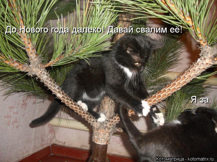 До Нового года далеко! Давай свалим её! Я за.... Котоматрица: До Нового года далеко! Давай свалим её! Я за.
