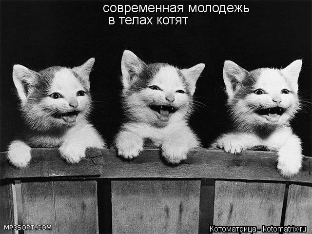 современная молодежь в телах котят... Котоматрица: современная молодежь в телах котят