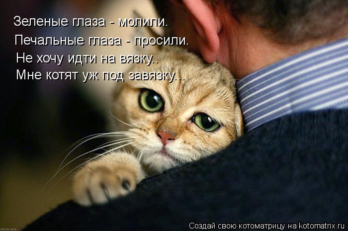 Зеленые глаза - молили. Печальные глаза - просили. Не хочу идти на вязку.. Мне котят уж под завязку..... Котоматрица: Зеленые глаза - молили. Печальные глаза - просили. Не хочу идти на вязку.. Мне котят уж под завязку...