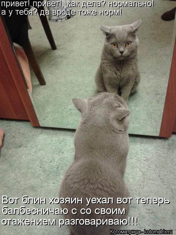 привет!,привет!, как дела? нормально! а у тебя? да вроде тоже норм! Вот блин хозяин уехал вот теперь... Котоматрица: привет!,привет!, как дела? нормально! а у тебя? да вроде тоже норм! Вот блин хозяин уехал вот теперь балбесничаю с со своим отажением разгова