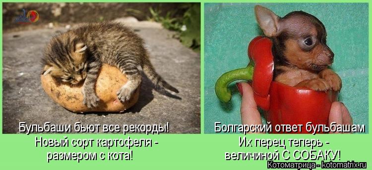 Бульбаши бьют все рекорды! Болгарский ответ бульбашам размером с кота! размером с кота!... Котоматрица: Бульбаши бьют все рекорды! Болгарский ответ бульбашам размером с кота! размером с кота! величиной С СОБАКУ! Новый со