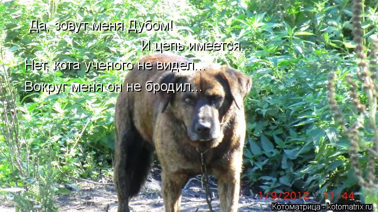 Да, зовут меня Дубом! И цепь имеется... Нет, кота ученого не видел... Вокруг меня он не бродил...... Котоматрица: Да, зовут меня Дубом! И цепь имеется... Нет, кота ученого не видел... Вокруг меня он не бродил...
