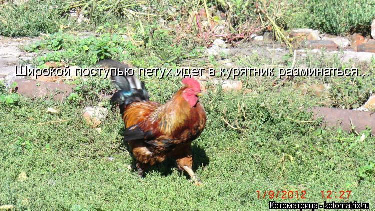 Широкой поступью петух идет в курятник разминаться...... Котоматрица: Широкой поступью петух идет в курятник разминаться...