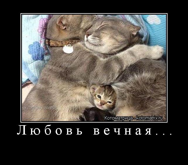 Любовь вечная... ... Котоматрица: Любовь вечная...