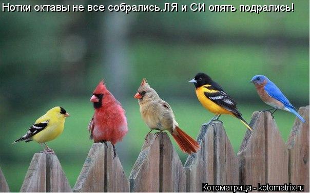 Нотки октавы не все собрались.ЛЯ и СИ опять подрались!... Котоматрица: Нотки октавы не все собрались.ЛЯ и СИ опять подрались!