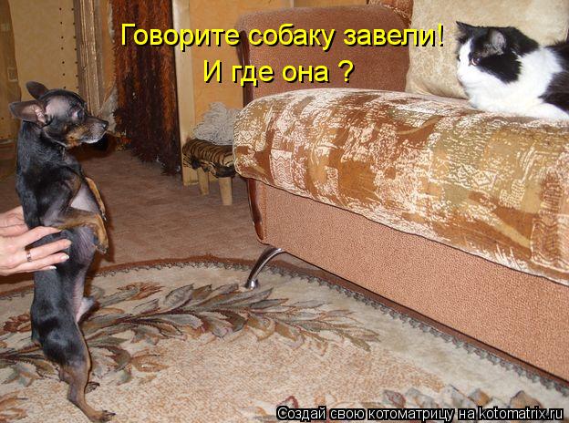 Говорите собаку завели! И где она ?... Котоматрица: Говорите собаку завели! И где она ?