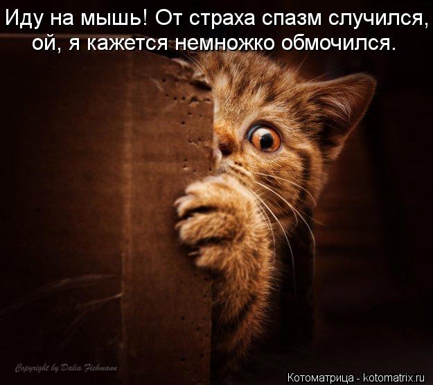 Иду на мышь! От страха спазм случился, ой, я кажется немножко обмочился.... Котоматрица: Иду на мышь! От страха спазм случился, ой, я кажется немножко обмочился.