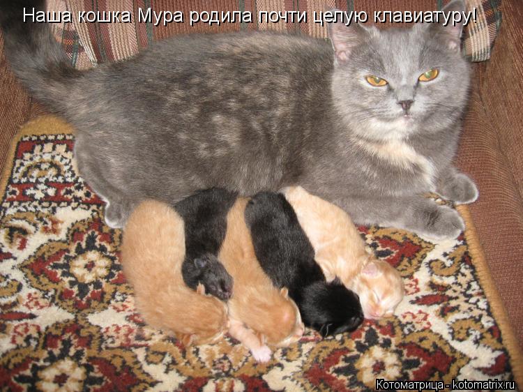 Наша кошка Мура родила почти целую клавиатуру!... Котоматрица: Наша кошка Мура родила почти целую клавиатуру!
