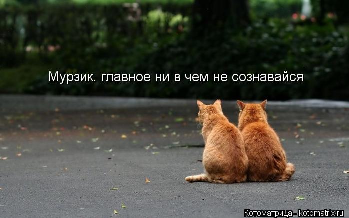 Мурзик. главное ни в чем не сознавайся... Котоматрица: Мурзик. главное ни в чем не сознавайся