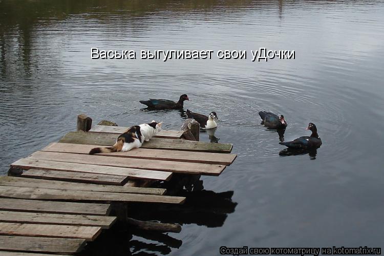 Васька выгуливает свои уДочки... Котоматрица: Васька выгуливает свои уДочки