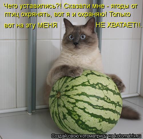 Чего уставились?! Сказали мне - ягоды от птиц охрянять, вот я и охраняю! Только вот на эту МЕНЯ НЕ ХВ... Котоматрица: Чего уставились?! Сказали мне - ягоды от птиц охрянять, вот я и охраняю! Только вот на эту МЕНЯ НЕ ХВАТАЕТ!!.