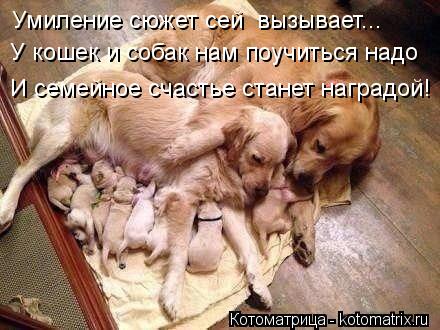 Умиление сюжет сей вызывает... У кошек и собак нам поучиться надо И семейное счастье станет наградой... Котоматрица: Умиление сюжет сей вызывает... У кошек и собак нам поучиться надо И семейное счастье станет наградой!