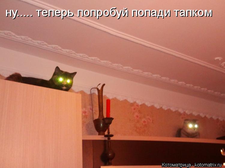 ну..... теперь попробуй попади тапком... Котоматрица: ну..... теперь попробуй попади тапком