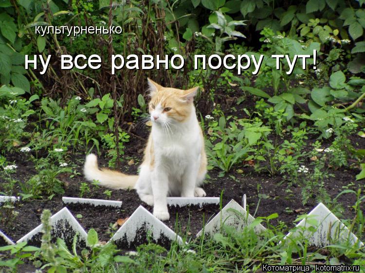 культурненько ну все равно посру тут!... Котоматрица: культурненько ну все равно посру тут!