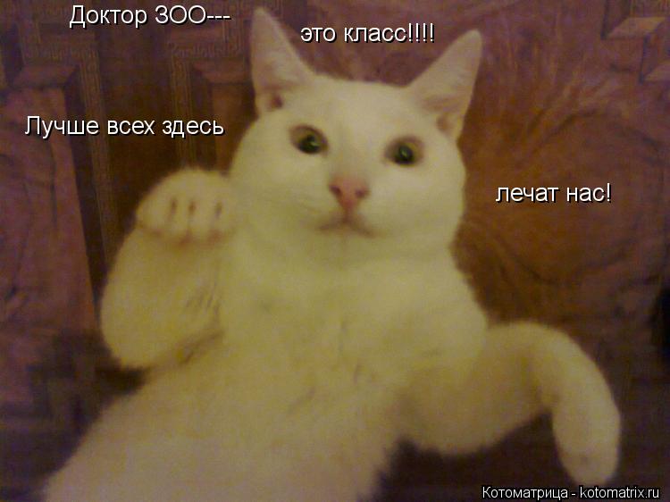 Доктор ЗОО--- это класс!!!! Лучше всех здесь лечат нас!... Котоматрица: Доктор ЗОО--- это класс!!!! Лучше всех здесь лечат нас!