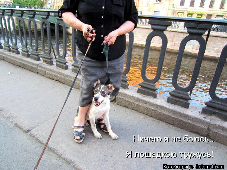 Ничего я не боюсь... Я лошадкою тружусь!... Котоматрица: Ничего я не боюсь... Я лошадкою тружусь!