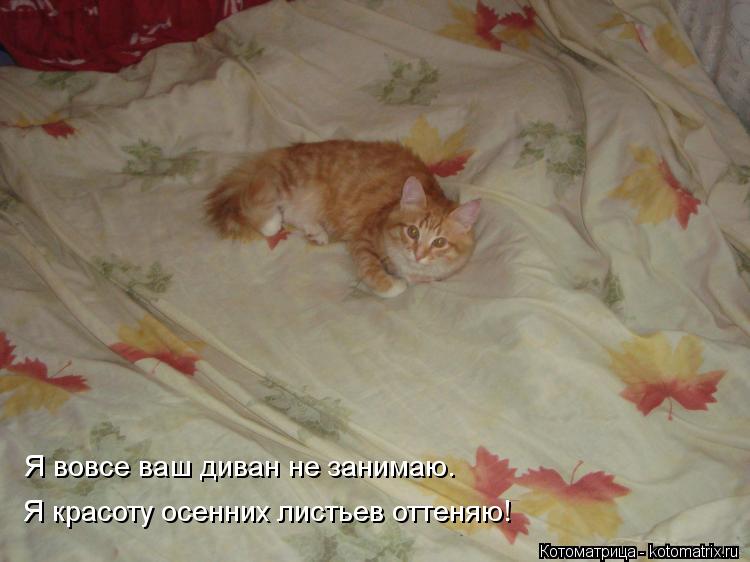 Я вовсе ваш диван не занимаю. Я красоту осенних листьев оттеняю!... Котоматрица: Я вовсе ваш диван не занимаю. Я красоту осенних листьев оттеняю!
