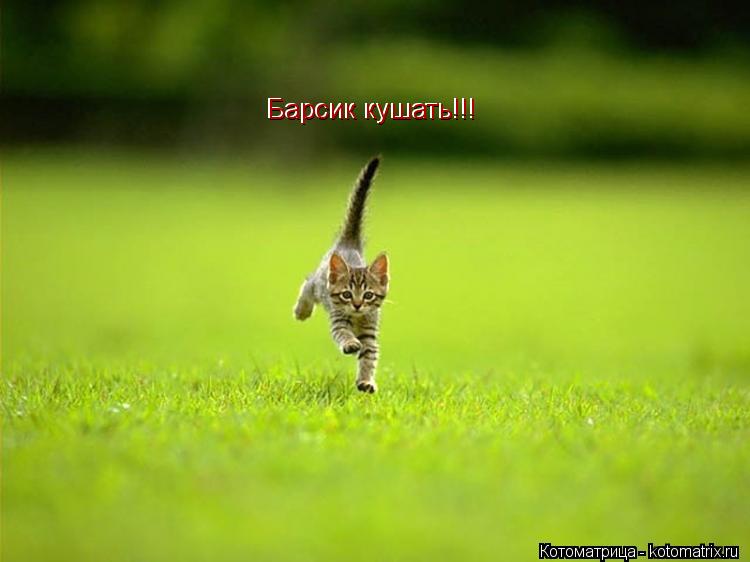 Барсик кушать!!! Барсик кушать!!!... Котоматрица: Барсик кушать!!! Барсик кушать!!!