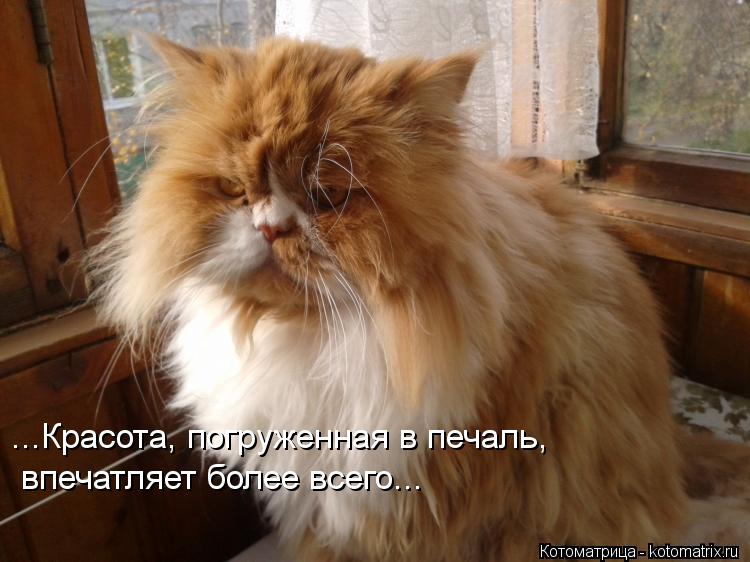 Красота, погруженная в печаль, впечатляет более всего... ...Красота, погруженная в печаль, впечатляет... Котоматрица: Красота, погруженная в печаль, впечатляет более всего... ...Красота, погруженная в печаль, впечатляет более всего...