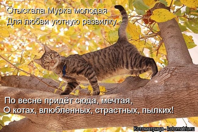 Отыскала Мурка молодая Для любви уютную развилку. По весне придёт сюда, мечтая, О котах, влюбленных, ... Котоматрица: Отыскала Мурка молодая Для любви уютную развилку. По весне придёт сюда, мечтая, О котах, влюбленных, страстных, пылких!