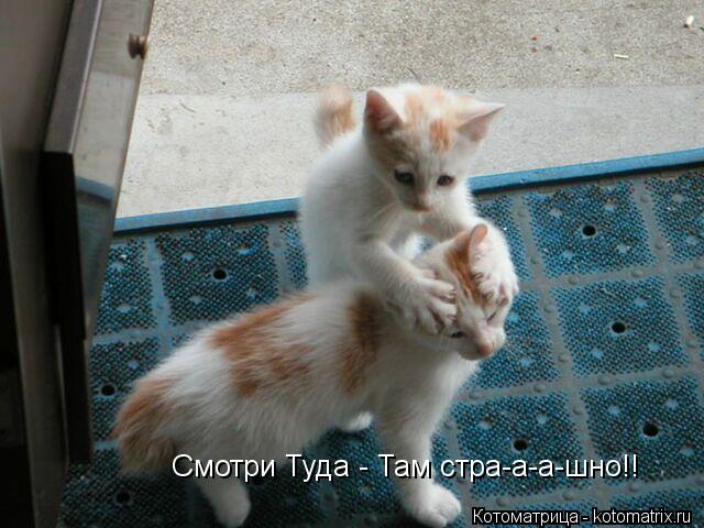 Смотри Туда - Там стра-а-а-шно!!... Котоматрица: Смотри Туда - Там стра-а-а-шно!!
