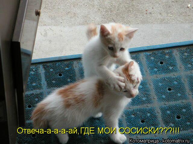 Отвеча-а-а-а-ай,ГДЕ МОИ СОСИСКИ???!!!... Котоматрица: Отвеча-а-а-а-ай,ГДЕ МОИ СОСИСКИ???!!!