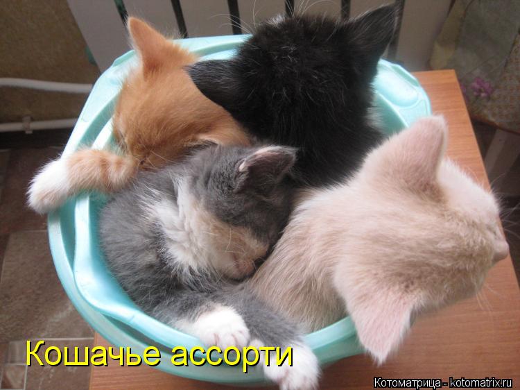 Кошачье ассорти... Котоматрица: Кошачье ассорти