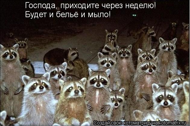 Господа, приходите через неделю! Будет и бельё и мыло!... Котоматрица: Господа, приходите через неделю! Будет и бельё и мыло!