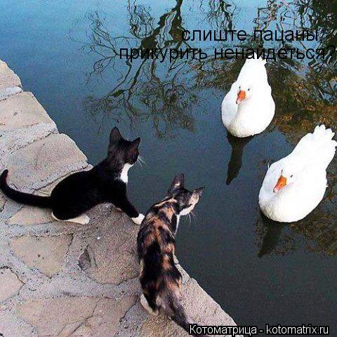 слиште пацаны, прикурить ненайдеться?... Котоматрица: слиште пацаны, прикурить ненайдеться?