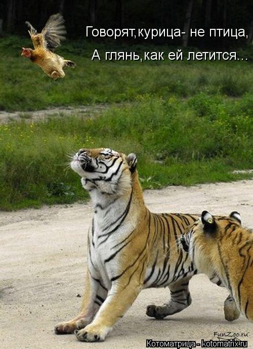 Говорят,курица- не птица, А глянь,как ей летится...... Котоматрица: Говорят,курица- не птица, А глянь,как ей летится...