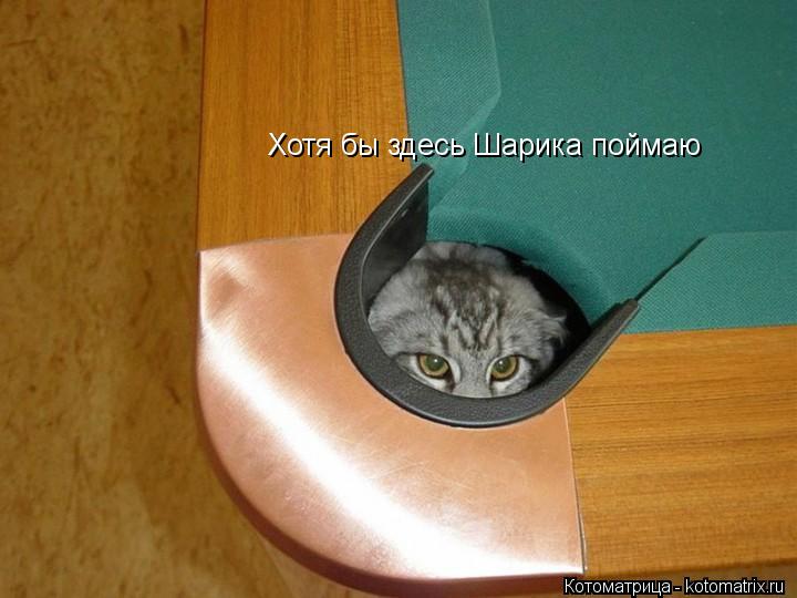 Хотя бы здесь Шарика поймаю... Котоматрица: Хотя бы здесь Шарика поймаю