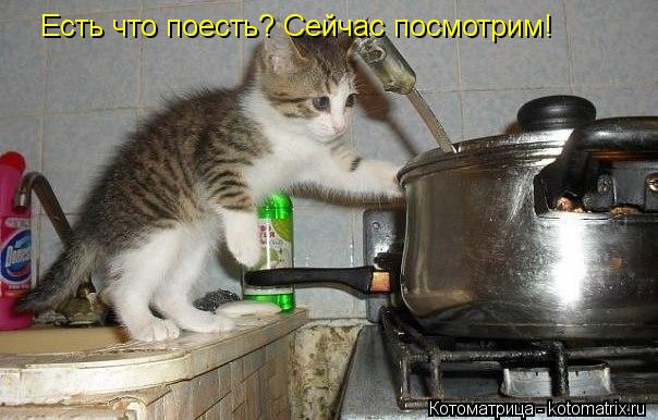 Есть что поесть? Сейчас посмотрим!... Котоматрица: Есть что поесть? Сейчас посмотрим!