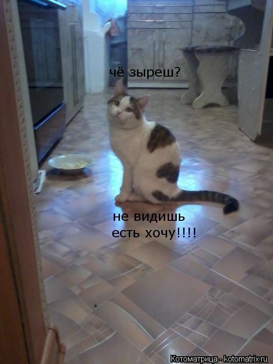 не видишь есть хочу!!!! чё зыреш?... Котоматрица: не видишь есть хочу!!!! чё зыреш?