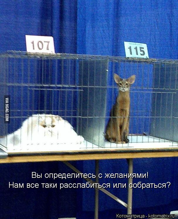 Вы определитесь с желаниями! Нам все таки расслабиться или собраться?... Котоматрица: Вы определитесь с желаниями! Нам все таки расслабиться или собраться?