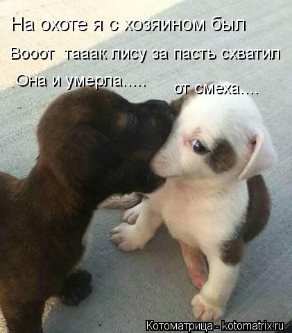 На охоте я с хозяином был Вооот тааак лису за пасть схватил Она и умерла..... от смеха....... Котоматрица: На охоте я с хозяином был Вооот тааак лису за пасть схватил Она и умерла..... от смеха....