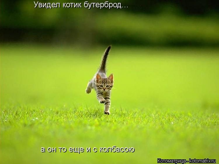Увидел котик бутерброд... а он то еще и с колбасою... Котоматрица: Увидел котик бутерброд... а он то еще и с колбасою