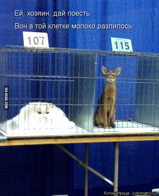 Ей, хозяин, дай поесть. Вон в той клетке молоко разлилось.... Котоматрица: Ей, хозяин, дай поесть. Вон в той клетке молоко разлилось.